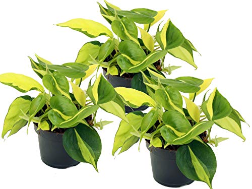 Efeutute, Scindapsus, (Epipremnum aureum) Sorte: Brasil, gelb-grünes-buntes Blattwerk, rankend, Ampelpflanze, luftreinigend (3er Set je im 12cm Topf) von unsere-gaertnerei-mueller