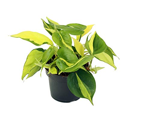 Efeutute, Scindapsus, (Epipremnum aureum) Sorte: Brasil, gelb-grünes-buntes Blattwerk, rankend, Ampelpflanze, luftreinigend (eine Pflanze im 12cm Topf) von unsere-gaertnerei-mueller