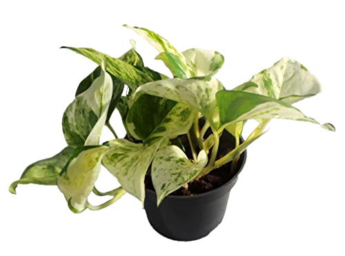 Efeutute, Scindapsus, (Epipremnum aureum) Sorte: Happy Leaf, geflecktes weiss-buntes Blattwerk, rankend, Ampelpflanze, luftreinigend (1) von unsere-gaertnerei-mueller