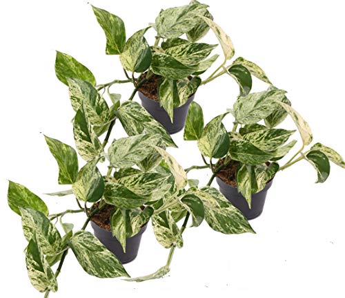 Efeutute, Scindapsus, (Epipremnum aureum) Sorte: Marble Queen, weiß-grünes gezeichnetes Blattwerk, rankend, Ampelpflanze, luftreinigend (3er Set im 12cm Topf) von unsere-gaertnerei-mueller