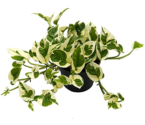 Efeutute, Scindapsus, (Epipremnum aureum) Sorte: N'Joy, weiss buntes Blattwerk, rankend, Ampelpflanze, luftreinigend (1 Pflanze im 12cm Topf) von unsere-gaertnerei-mueller