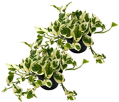 Efeutute, Scindapsus, (Epipremnum aureum) Sorte: N'Joy, weiss buntes Blattwerk, rankend, Ampelpflanze, luftreinigend (2 Pflanzen je im 12cm Topf) von unsere-gaertnerei-mueller