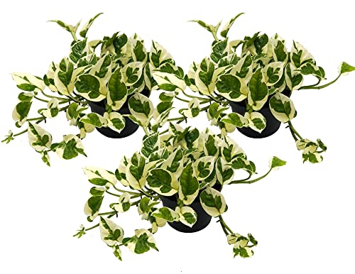 Efeutute, Scindapsus, (Epipremnum aureum) Sorte: N'Joy, weiss buntes Blattwerk, rankend, Ampelpflanze, luftreinigend (3 Pflanzen je im 12cm Topf) von unsere-gaertnerei-mueller