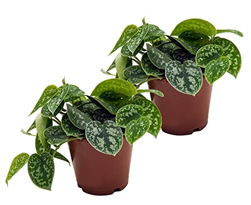Efeutute, Scindapsus, (Epipremnum aureum) Sorte: Pictus, gepunktetes weiss-buntes Blattwerk, rankend, Ampelpflanze, luftreinigend (2er Set je im 12cm Topf) von unsere-gaertnerei-mueller