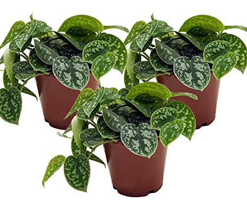 Efeutute, Scindapsus, (Epipremnum aureum) Sorte: Pictus, gepunktetes weiss-buntes Blattwerk, rankend, Ampelpflanze, luftreinigend (3er Set je im 12cm Topf) von unsere-gaertnerei-mueller
