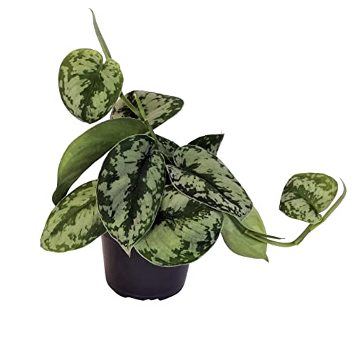 Efeutute, Scindapsus, (Epipremnum aureum) Sorte: Trebie, geflecktes grün-silbriges Blattwerk, rankend, Ampelpflanze, luftreinigend (1) von unsere-gaertnerei-mueller