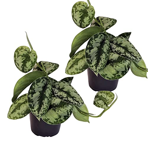 Efeutute, Scindapsus, (Epipremnum aureum) Sorte: Trebie, geflecktes grün-silbriges Blattwerk, rankend, Ampelpflanze, luftreinigend (2) von unsere-gaertnerei-mueller