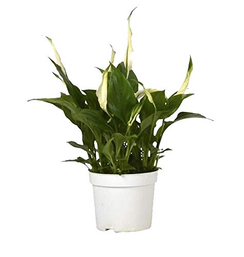Einblatt, (Spathiphyllum), pflegeleichte Zimmerpflanze, verbessert das Raumklima und Luftqualität, (ca. 40cm hoch im 13cm Topf) von unsere-gaertnerei-mueller