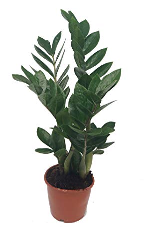 Glücksfeder, (Zamioculcas zamiifolia), Zamie, Zamia Farn, Zamia Palme, pflegeleichte Zimmerpflanze (ca. 35cm hoch, 12cm Topf) von unsere-gaertnerei-mueller