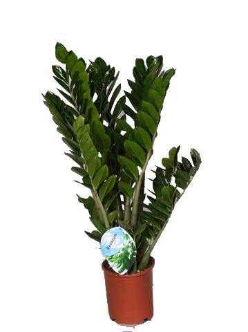 Glücksfeder, (Zamioculcas zamiifolia), Zamie, Zamia Farn, Zamia Palme, pflegeleichte Zimmerpflanze (ca. 80cm hoch im 21cm Topf) von unsere-gaertnerei-mueller