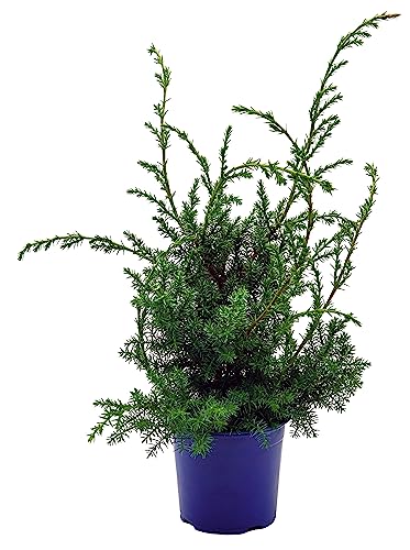 Grill - Wacholder, (Juniperus communis 'Meyer'), bekannter Wacholderstrauch, Pflanzen aus nachhaltigem Anbau (1 Pflanze im 11cm Topf) von unsere-gaertnerei-mueller