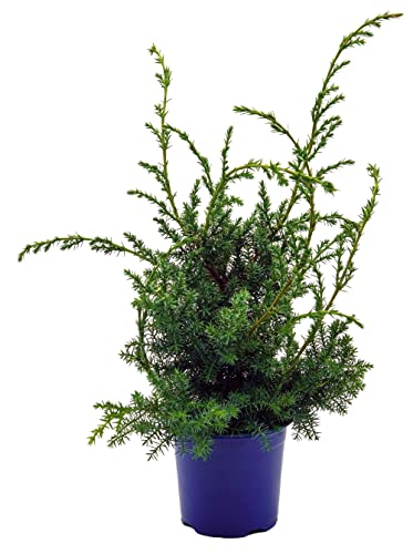 Grill - Wacholder, (Juniperus communis 'Meyer'), bekannter Wacholderstrauch, Pflanzen aus nachhaltigem Anbau (1 Pflanze im 13cm Topf) von unsere-gaertnerei-mueller