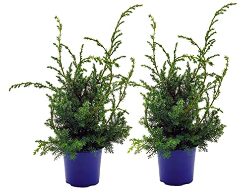 Grill - Wacholder, (Juniperus communis 'Meyer'), bekannter Wacholderstrauch, Pflanzen aus nachhaltigem Anbau (2 Pflanzen je im 11cm Topf) von unsere-gaertnerei-mueller