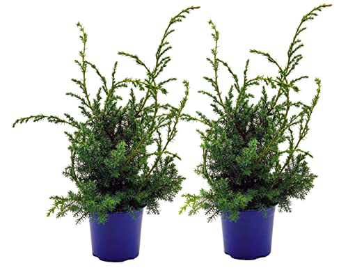 Grill - Wacholder, (Juniperus communis 'Meyer'), bekannter Wacholderstrauch, Pflanzen aus nachhaltigem Anbau (2 Pflanzen je im 13cm Topf) von unsere-gaertnerei-mueller