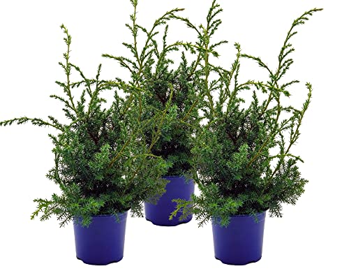 Grill - Wacholder, (Juniperus communis 'Meyer'), bekannter Wacholderstrauch, Pflanzen aus nachhaltigem Anbau (3 Pflanzen je im 13cm Topf) von unsere-gaertnerei-mueller