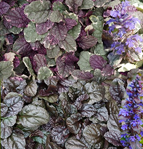 Günsel (Ajuga reptans) im 10,5cm Topf (6 Stück, Mix (3x braun, 3x weiß grün)) von unsere-gaertnerei-mueller