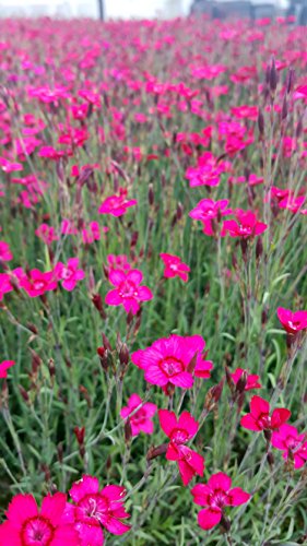 Heidennelke (Dianthus deltoides 'Leuchtfunk') im 10cm Topf von unsere-gaertnerei-mueller