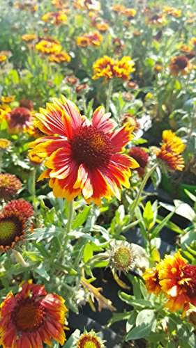 Kokardenblume (Gaillardia aristata 'Arizona Sun') im 12cm Topf von unsere-gaertnerei-mueller