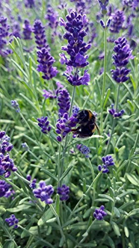 Lavendel (Lavandula angustifolia) in verschiedenen Varianten (12 Stück in Set) von unsere-gaertnerei-mueller