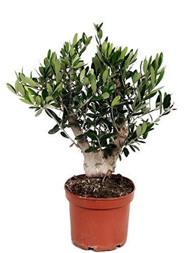 Olivenbaum, Stamm, (Olea europea), Tragen dieses Jahr Oliven, kräftige Bäume, (ca. 40cm hoch, im ca. 15cm Topf, XL - Stamm) von unsere-gaertnerei-mueller