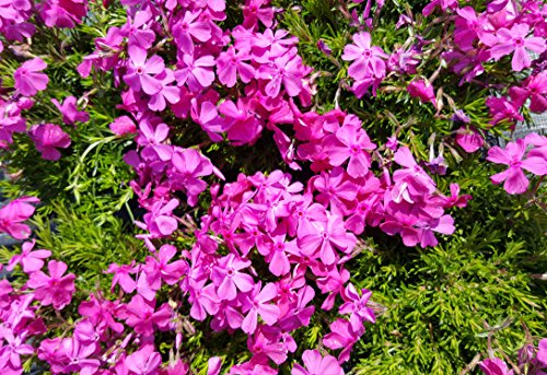 Polster - /Teppichphlox (Phlox subulata) im 12cm Topf (1 Stück, Rosa Sorte: 'McDaniels Cushion') von unsere-gaertnerei-mueller