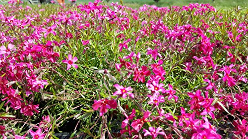 Polster - /Teppichphlox (Phlox subulata) im 12cm Topf (1 Stück, Rot Sorte: 'Scarlet Flame') von unsere-gaertnerei-mueller