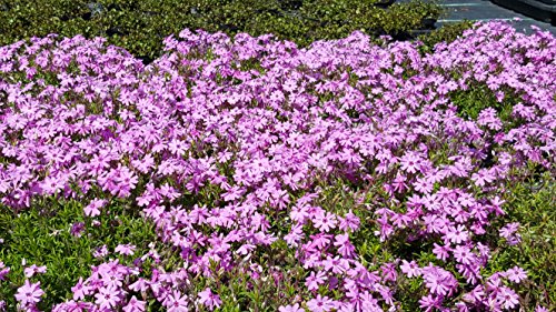 Polster - /Teppichphlox (Phlox subulata) im 12cm Topf (1 Stück, zart Rosa Sorte: 'Fort Hill') von unsere-gaertnerei-mueller