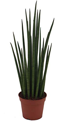 Sanseveria Mikado, mit dunkelgrünen kräftigen schlanken Blättern, pflegeleichte Zimmerpflanze, außergewöhnliche Blattform (XXL im 12cm Topf, ca. 35 bis 40cm hoch) von unsere-gaertnerei-mueller