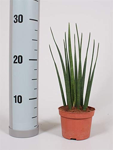 Sanseveria Mikado, mit dunkelgrünen kräftigen schlanken Blättern, pflegeleichte Zimmerpflanze, außergewöhnliche Blattform (im 10cm Topf, ca. 30cm hoch) von unsere-gaertnerei-mueller