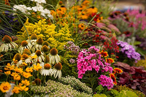 Stauden Mischung für den Bauerngarten, verschiedene winterharte Stauden, je im 12cm Topf (12 Pflanzen je im 12cm Topf) von unsere-gaertnerei-mueller