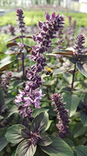 Strauchbasilikum (Ocimum kiliman. x basilicum) im 12cm Topf von unsere-gaertnerei-mueller