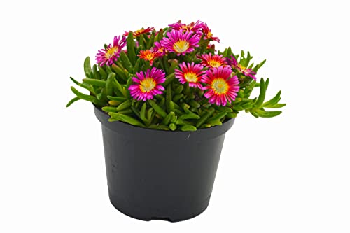 Unsere Gaertnerei Mueller Delosperma Wheels of Wonder Purple Wonder Eisblume im 12 cm Topf von unsere-gaertnerei-mueller