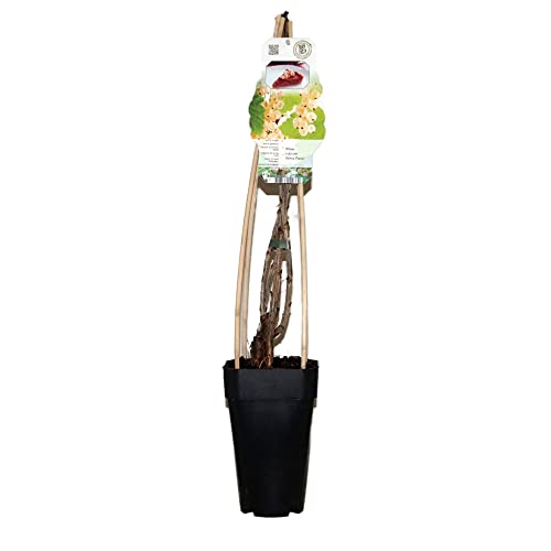 Weisse Johannisbeere, (Ribes rubrum), Sorte: Witte Parel, im 14cm Topf, ca. 65cm hoch, Pflanzen aus nachhaltigem Anbau von unsere-gaertnerei-mueller