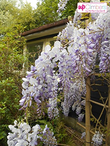 Winterharter Garten Blauregen, Japanischer Blauregen, (Wisteria sinensis), ca. 65cm hoch im 15cm Topf, (Blau/Weiss, Sorte: Wisteria floribunda Naga Noda) von unsere-gaertnerei-mueller