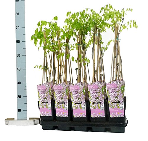 Winterharter Garten Blauregen, Japanischer Blauregen, (Wisteria sinensis), ca. 65cm hoch im 15cm Topf, (Rosa, Sorte: Wisteria floribunda rosea) von unsere-gaertnerei-mueller