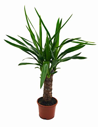 Yucca-Palme, Palm-Lilie, (Yucca elephantipes), 1 Stamm, ca. 40-60 cm hoch, Zimmerpflanzen, Kübelpflanzen, Palme von unsere-gaertnerei-mueller