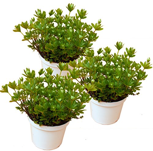 drei Pflanzen Waldmeister (Asperula odorata (Galium odoratum) von unsere-gaertnerei-mueller