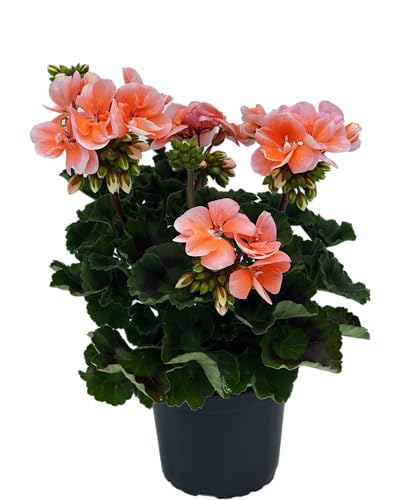 stehende Geranie, (Pelargonium zonale), Sorte: Emma, Lachsrosa mit weißem Rand, kräftige Pflanze je im 12cm Topf, (12 Pflanzen im Set) von unsere-gaertnerei-mueller