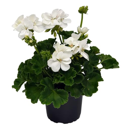 stehende Geranie, (Pelargonium zonale), Sorte: Lasse, weiss, kräftige Pflanze je im 12cm Topf, (6 Pflanzen im Set) von unsere-gaertnerei-mueller