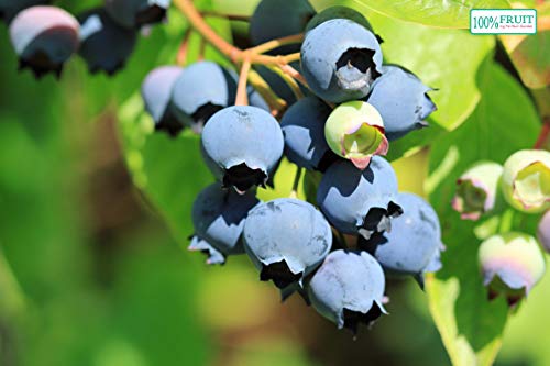 winterharte Heidelbeere (Blaubeeren) Pflanze, (Vaccinium corymbosum), Sorte: Goldtraube, kräftige Pflanzen, ca. 55cm hoch, im 14cm Topf, (2 Pflanzen im Set) von unsere-gaertnerei-mueller