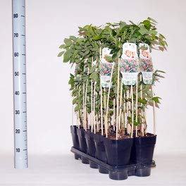 winterharte Heidelbeere (Blaubeeren) Pflanze, (Vaccinium corymbosum), Sorte: Pink Lemomade, kräftige Pflanzen, ca. 55cm hoch, im 14cm Topf (2 Stück, ca. 55cm hoch, im 14cm Topf) von unsere-gaertnerei-mueller