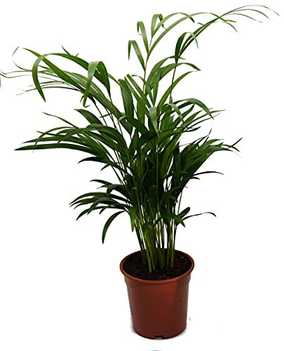 Goldfruchtpalme, Areca Palme, (Areca Chrysalidocarpus) Zimmerpalme, Zimmerpflanze, (ca. 60cm hoch, im 17cm Topf) von unsere-gaertnerei-mueller