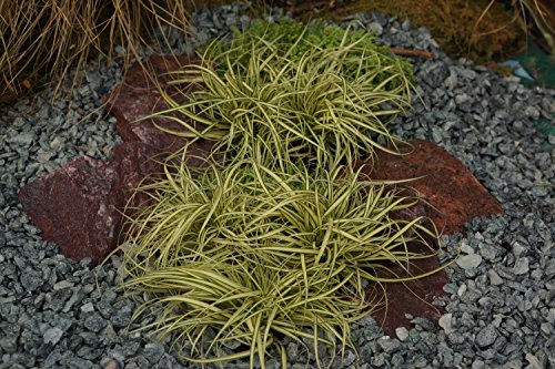 Ziergras (Carex oshimensis Sorte: 'Evergold' im 10 cm Topf (1) von unsere-gaertnerei-mueller