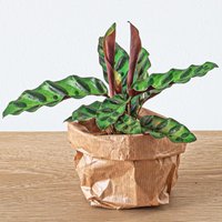 Calathea | Lancifolia | Pfauenpflanze Seltene Babypflanze Zimmerpflanze Terrarium Pflanze Haustiersichere von urbanjngl