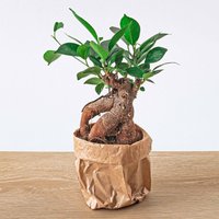 Ficus Ginseng Bonsai - ↑ 20 cm | Zimmerpflanze Terrarium Pflanze Microcarpa von urbanjngl