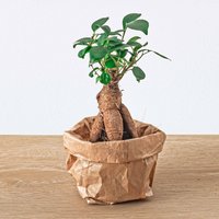 Ficus Ginseng Bonsai | Microcarpa ↑ 15 cm - Ø 6 Terrarium Pflanze Zimmerpflanze von urbanjngl