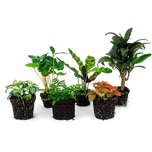 Flaschengarten Paket Jungle-Boost - 6 Pflanzen - DIY - Terrarium Komplett Set - Pflanzenterrarium - urbanjngl | von urbanjngl