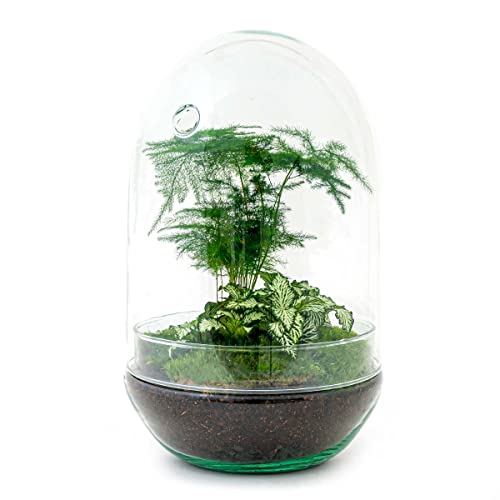 Flaschengarten • Egg XL • Pflanzen im Glas • ↑ 30 cm - DIY - Terrarium Komplett Set - Pflanzenterrarium - urbanjngl | von urbanjngl