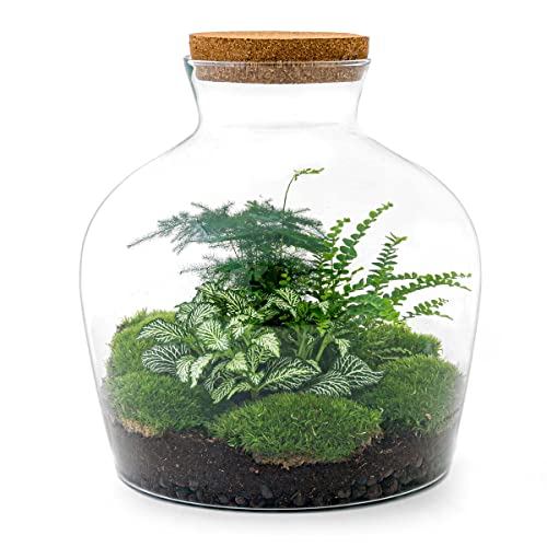 Flaschengarten • Fat Joe Green • Pflanzen im Glas • ↑ 30 cm - DIY - Terrarium Komplett Set - Pflanzenterrarium - urbanjngl | Terrarium kit von urbanjngl