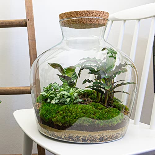 Flaschengarten • Fat Joe • Ökosystem mit Pflanzen im Glas • ↑ 30 cm - DIY - Terrarium Komplett Set - Pflanzenterrarium - urbanjngl | Terrarium package von urbanjngl